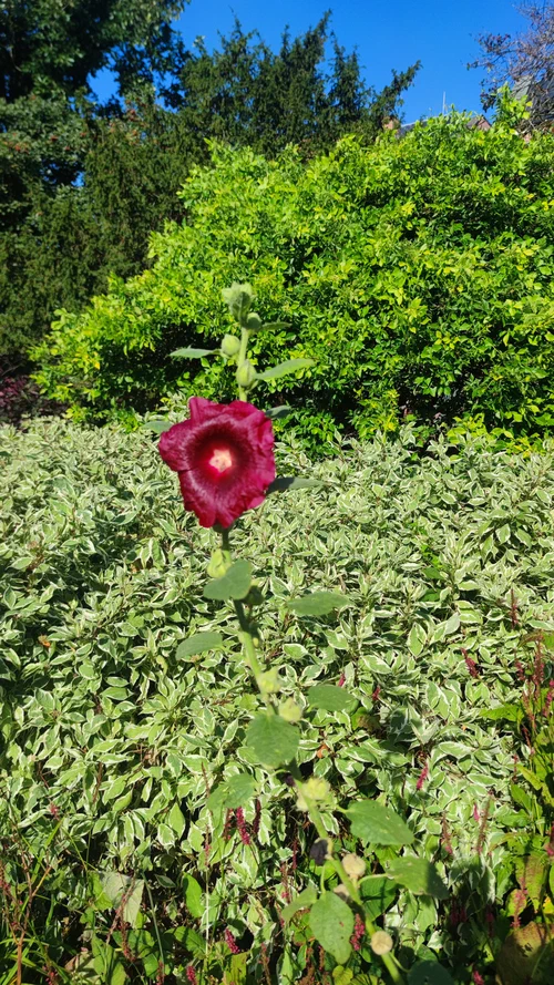 Ein Foto einer wunderschönen, tief roten Stockrose