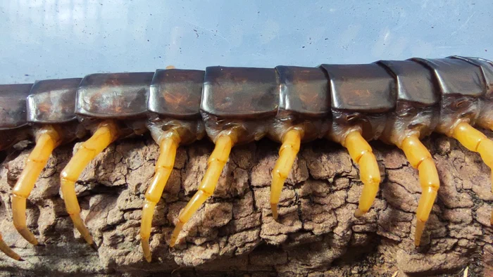 Seitliche Körperansicht von Scolopendra dehaani