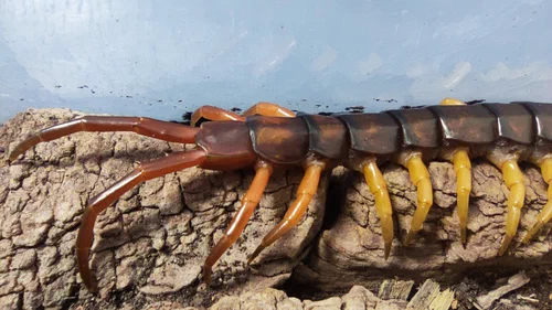 Hinterer Körperteil und Schleppläufe von Scolopendra dehaani