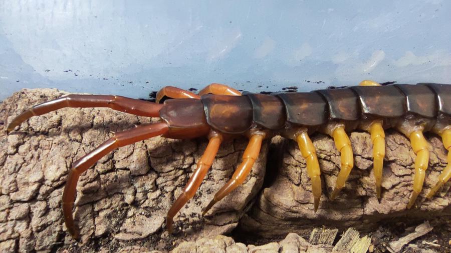 Hinterer Körperteil und Schleppläufe von Scolopendra dehaani