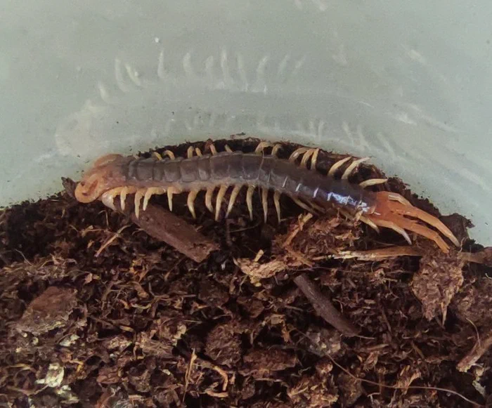 Ethmostigmus spec. Gigas, mutmaßlich rubripes als Pedeling