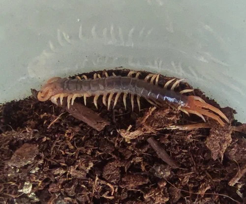 Ethmostigmus spec. Gigas, mutmaßlich rubripes als Pedeling