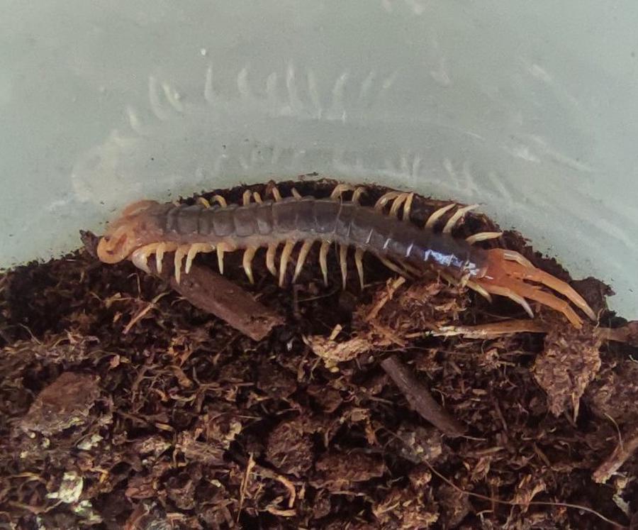 Ethmostigmus spec. Gigas, mutmaßlich rubripes als Pedeling