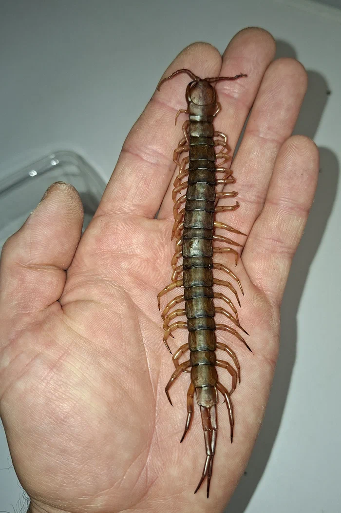 Ein verstorbener Scolopendra dehaani