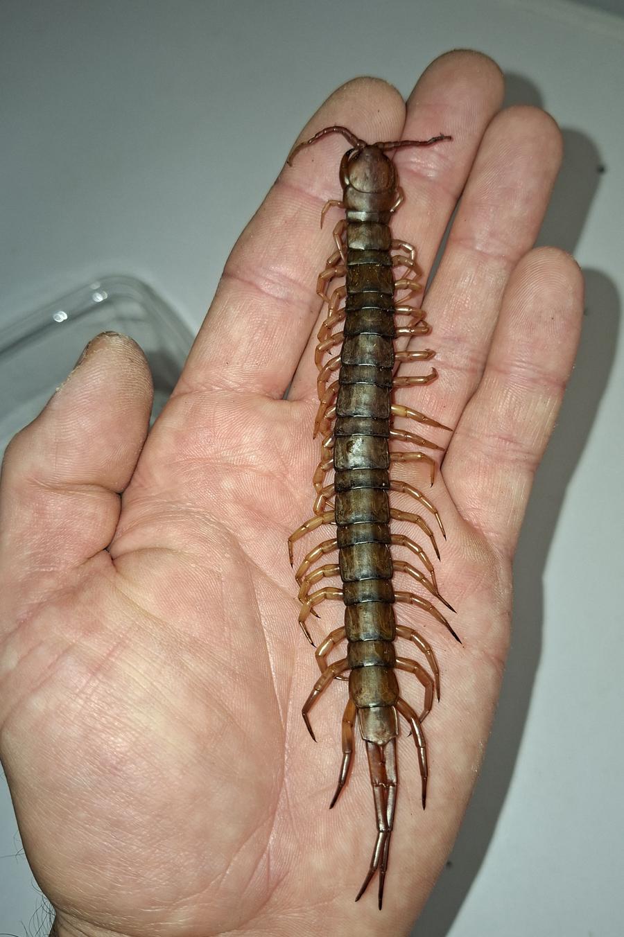 Ein verstorbener Scolopendra dehaani