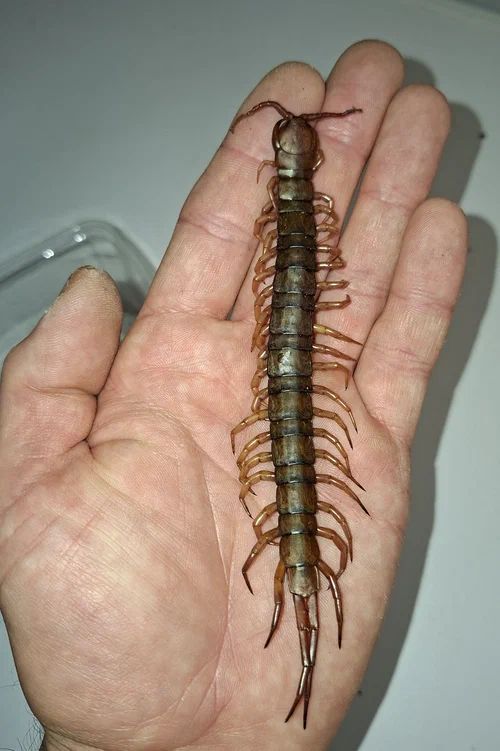 Ein verstorbener Scolopendra dehaani