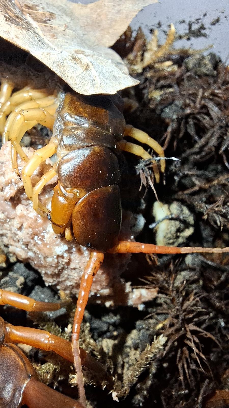 Scolopendra dehaani frisst