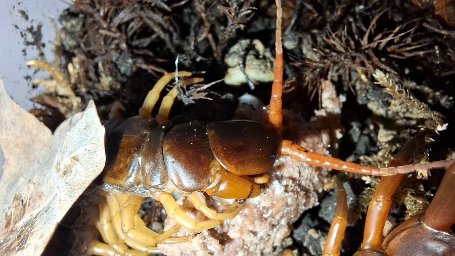 Scolopendra dehaani frisst