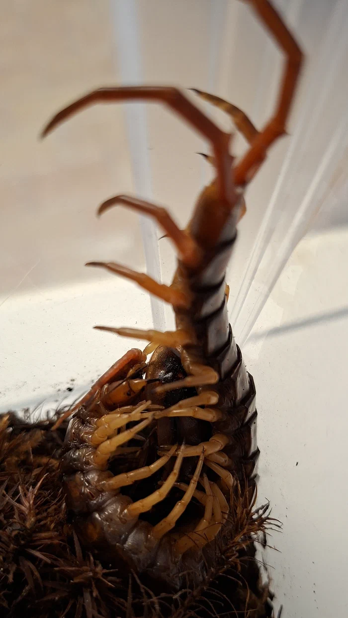 Scolopendra dehaani frisst