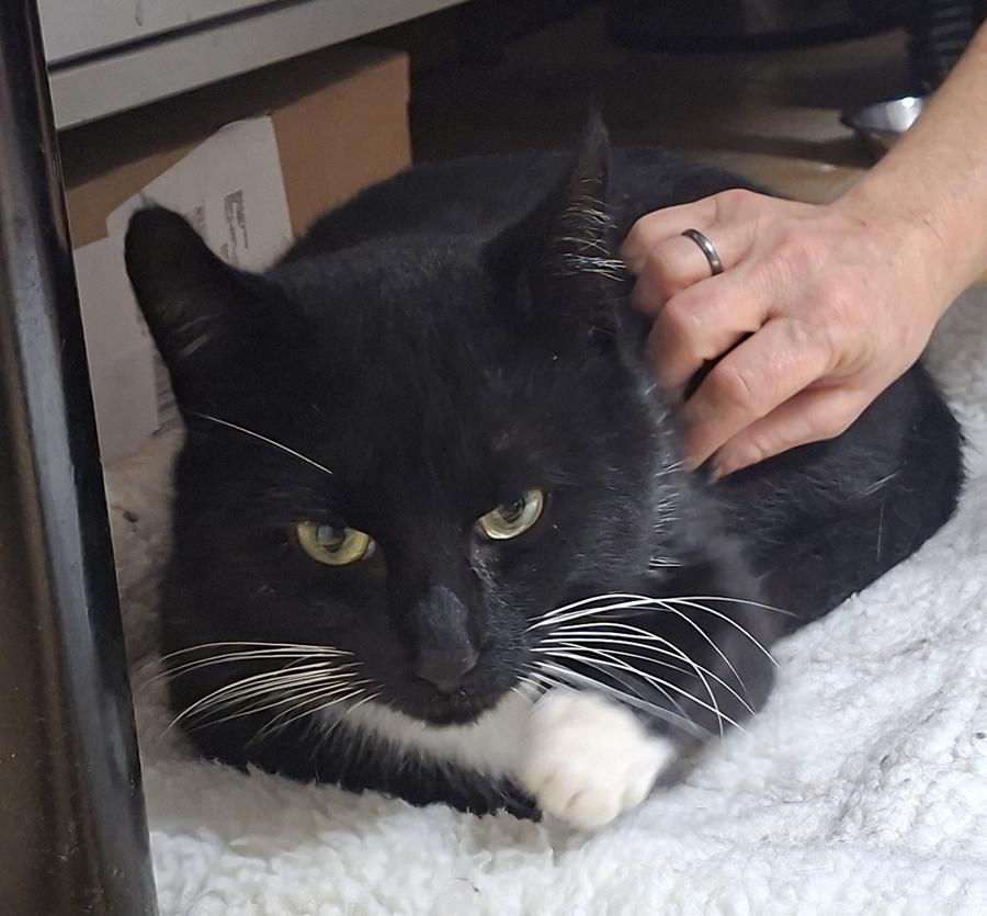 Streuner Tito nach seiner Kastration