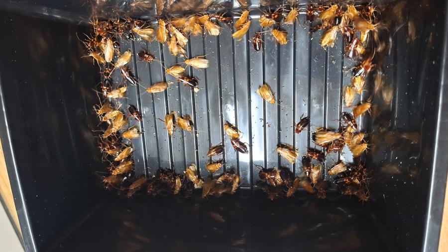 Eine Kiste voller Schokoschaben