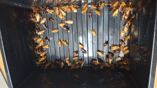 Eine Kiste voller Schokoschaben