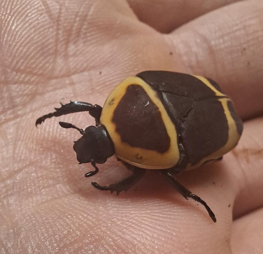 Ein Rosenkäfer auf der Hand