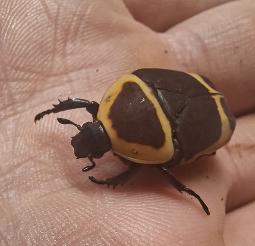 Ein Rosenkäfer auf der Hand