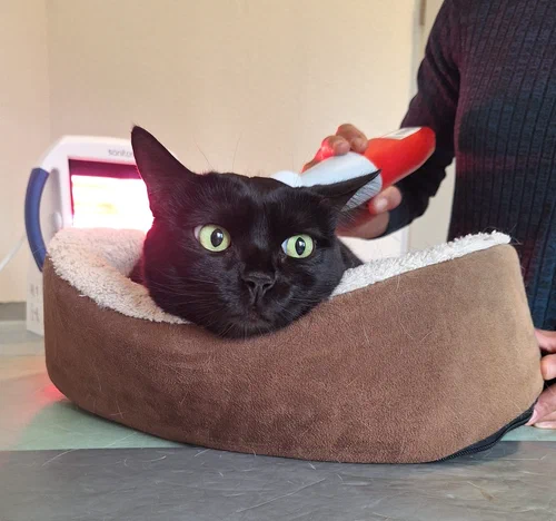 Katze Arya bei der Physio