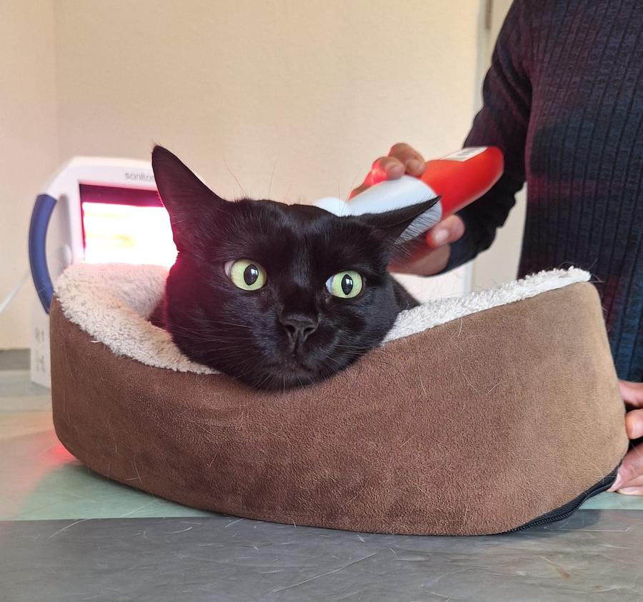 Katze Arya bei der Physio