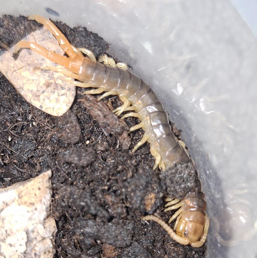 Ethmostigmus cf. rubripes Pedeling