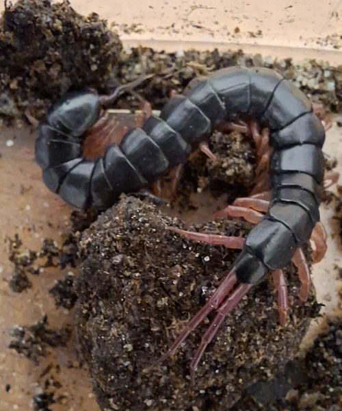 Scolopendra gracillima