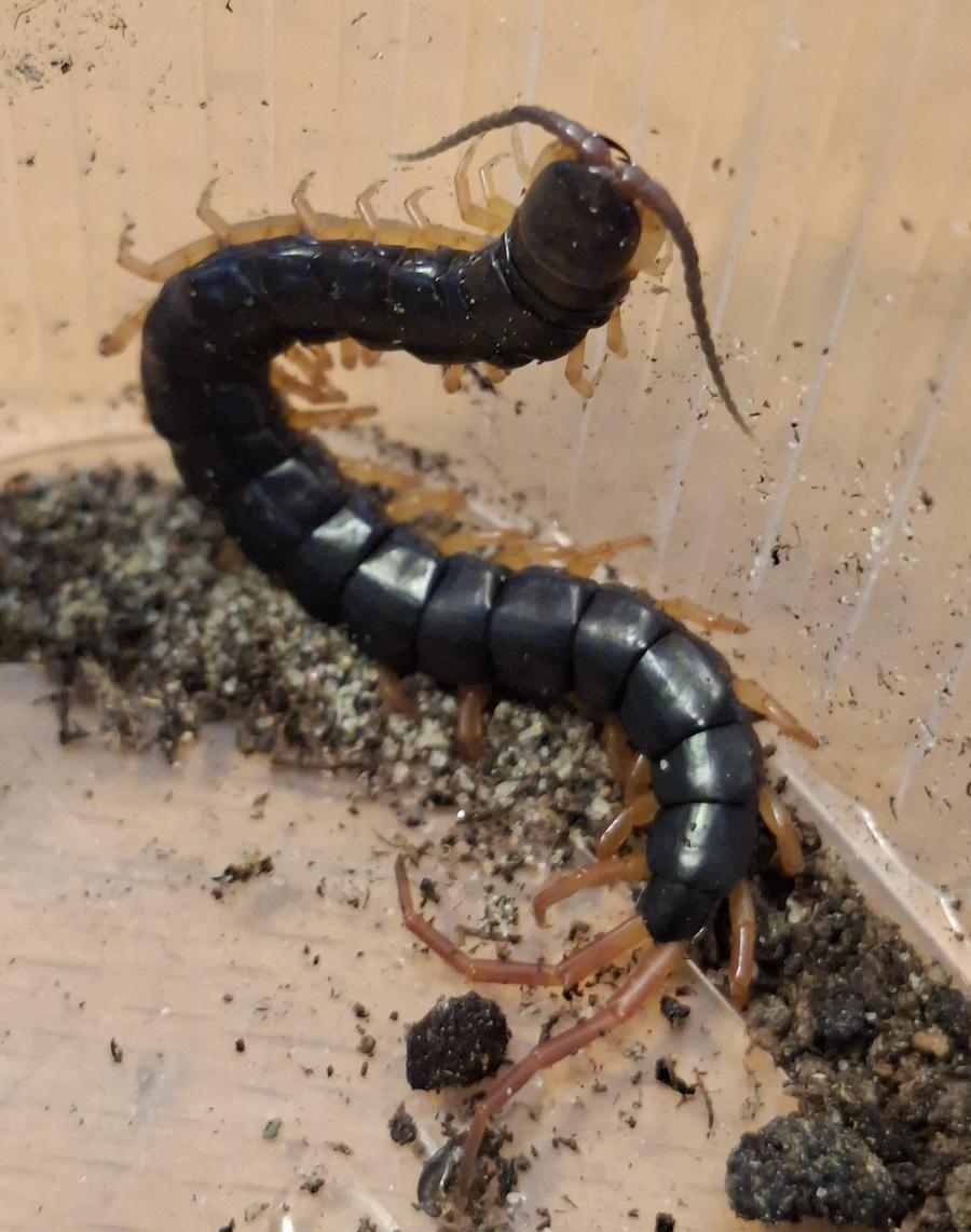 Scolopendra gracillima