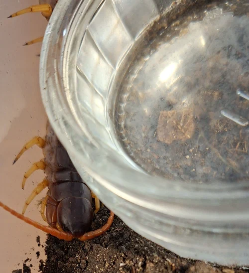 image attachment to status post