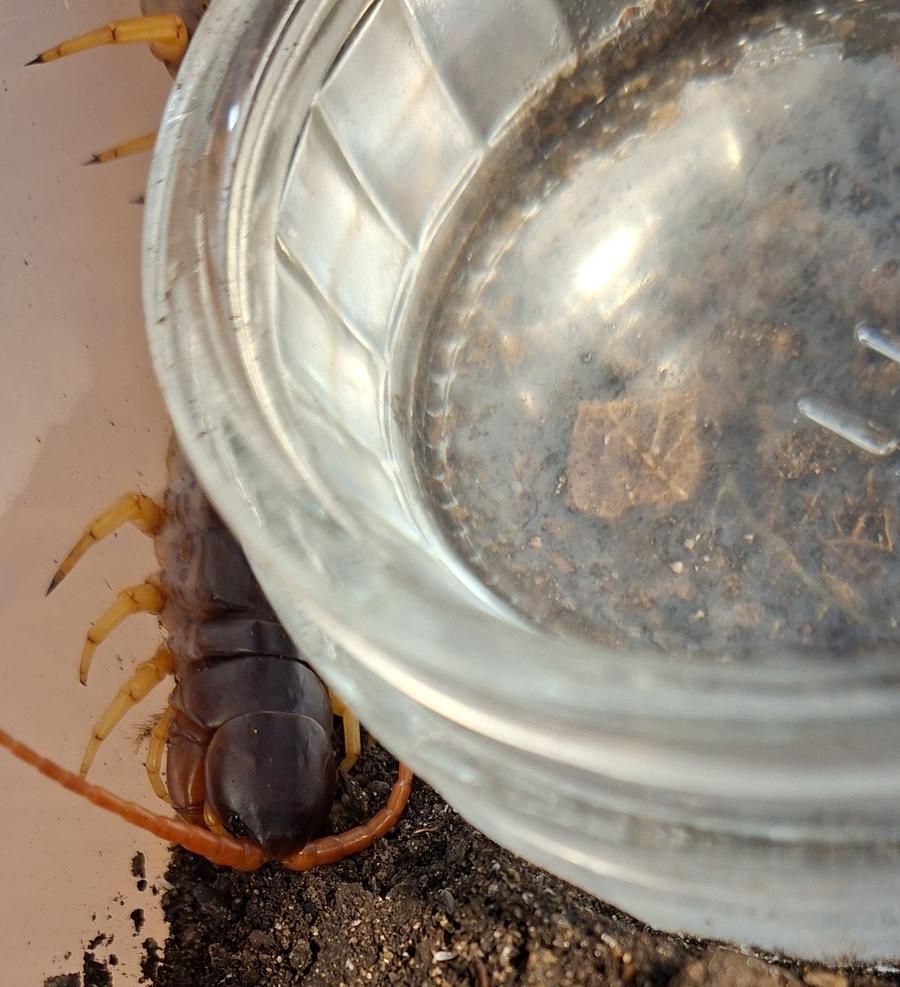 image attachment to status post