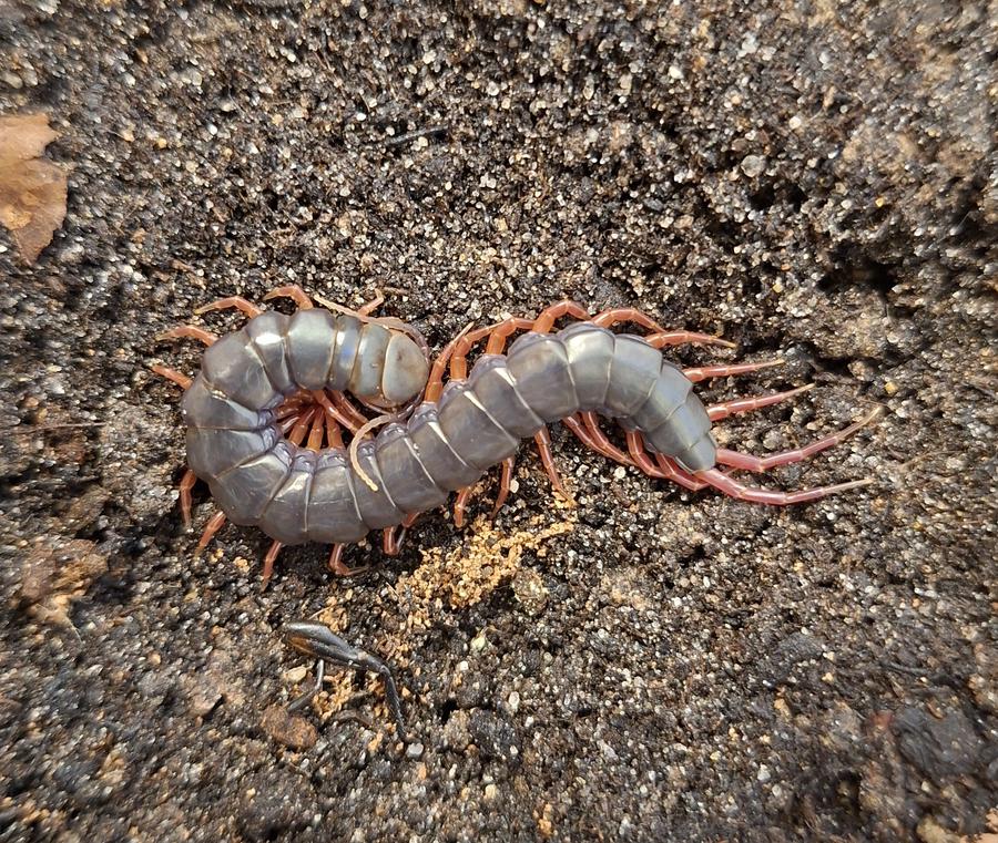 image attachment to status post