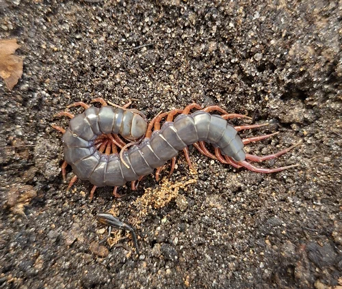 image attachment to status post