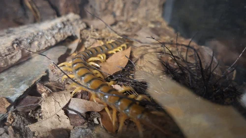 image attachment to status post