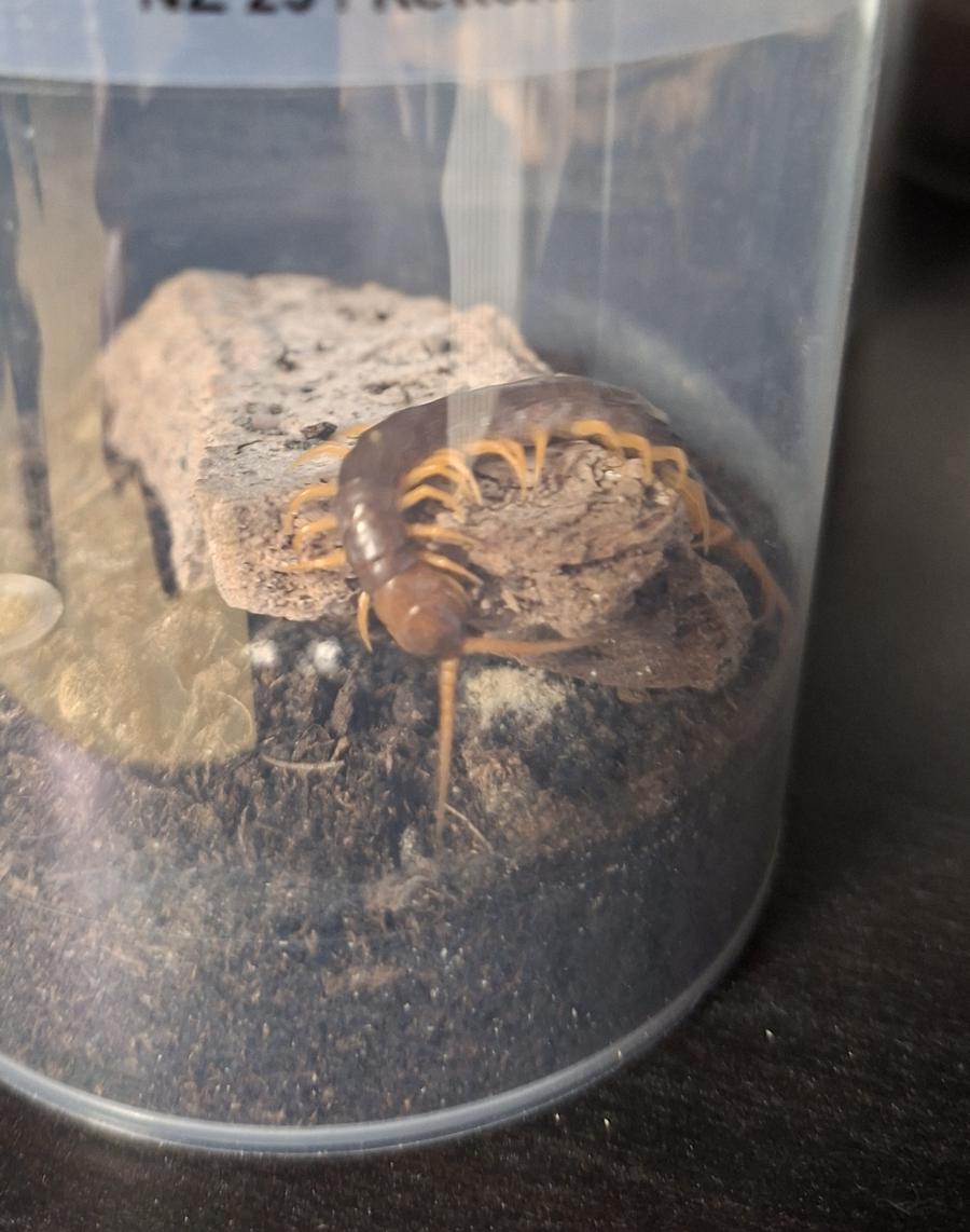 image attachment to status post