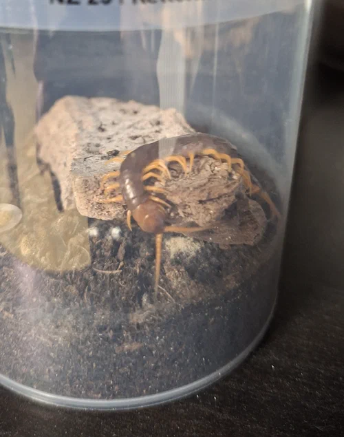 image attachment to status post