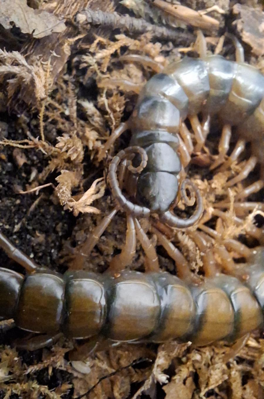 image attachment to status post