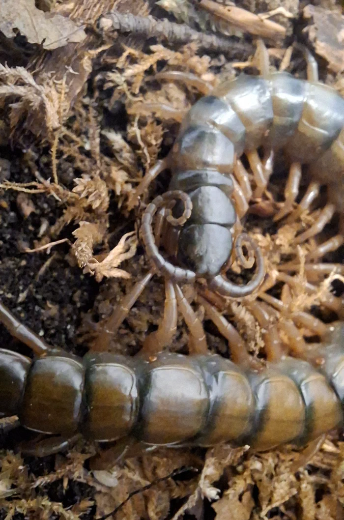 image attachment to status post