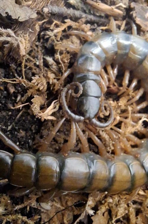 image attachment to status post