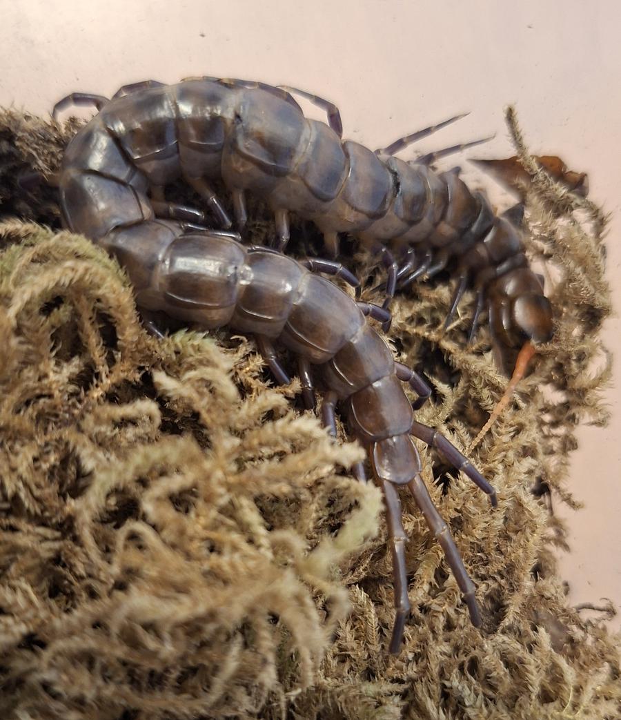 image attachment to status post