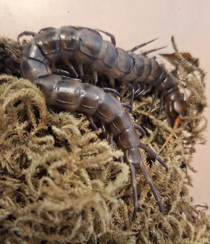 image attachment to status post