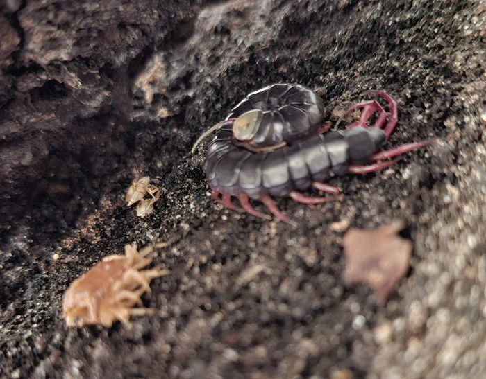 image attachment to status post