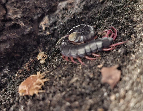 image attachment to status post