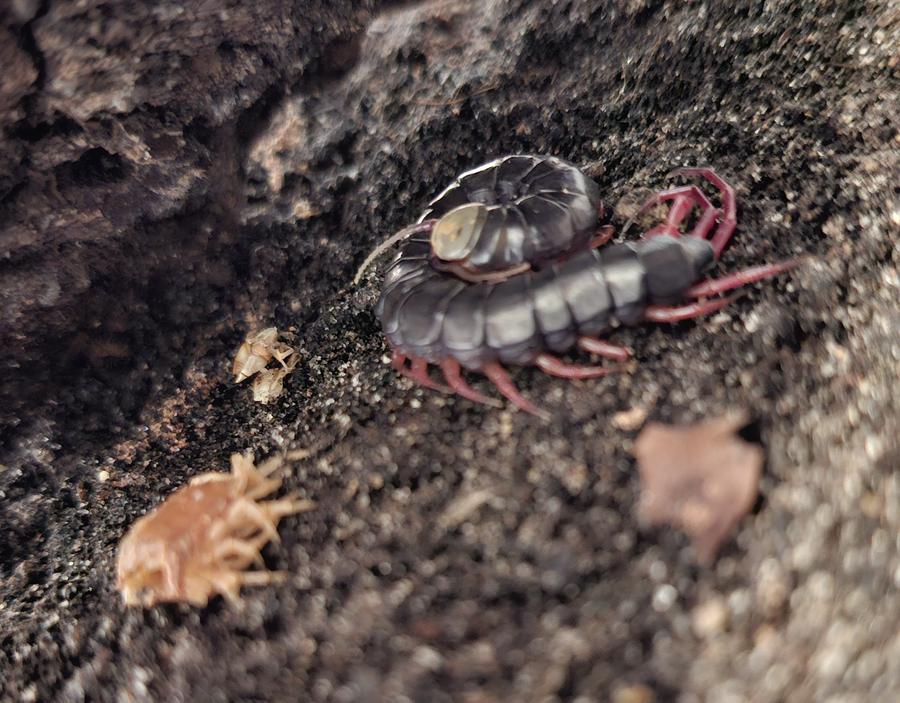 image attachment to status post