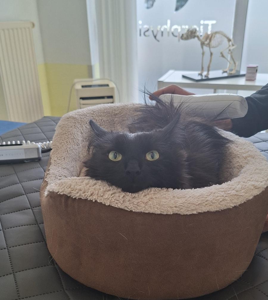 Kater Bela bei der Physio