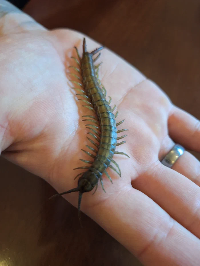 Ethmostigmus trigonopodus