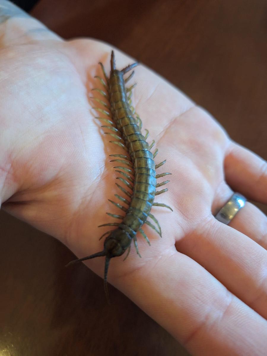 Ethmostigmus trigonopodus