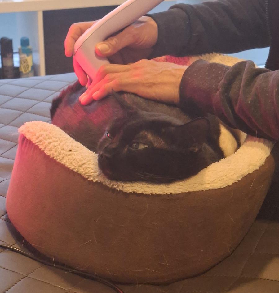 Katze Arya bei der Physio