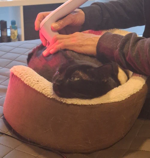 Katze Arya bei der Physio