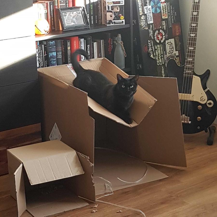 Katze Arya auf einem Karton, der sichtlich unter ihrem Gewicht nachgibt.
