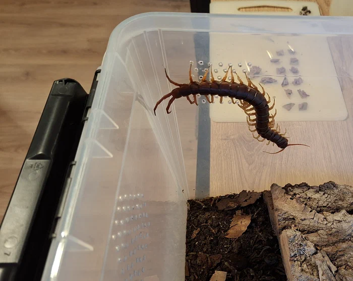 Scolopendra dehani, der an den Belüftungslöchern seines Terrariums klettert.