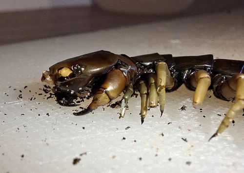 Ein toter Scolopendra dehaani, der schon stark zersetzt ist.