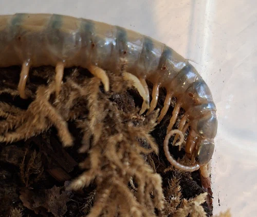 Ethmostigmus trigonopodus aus Afrika