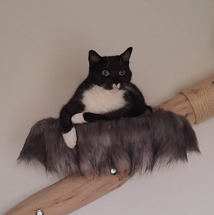 Kater Cooper auf seiner Liegefläche.