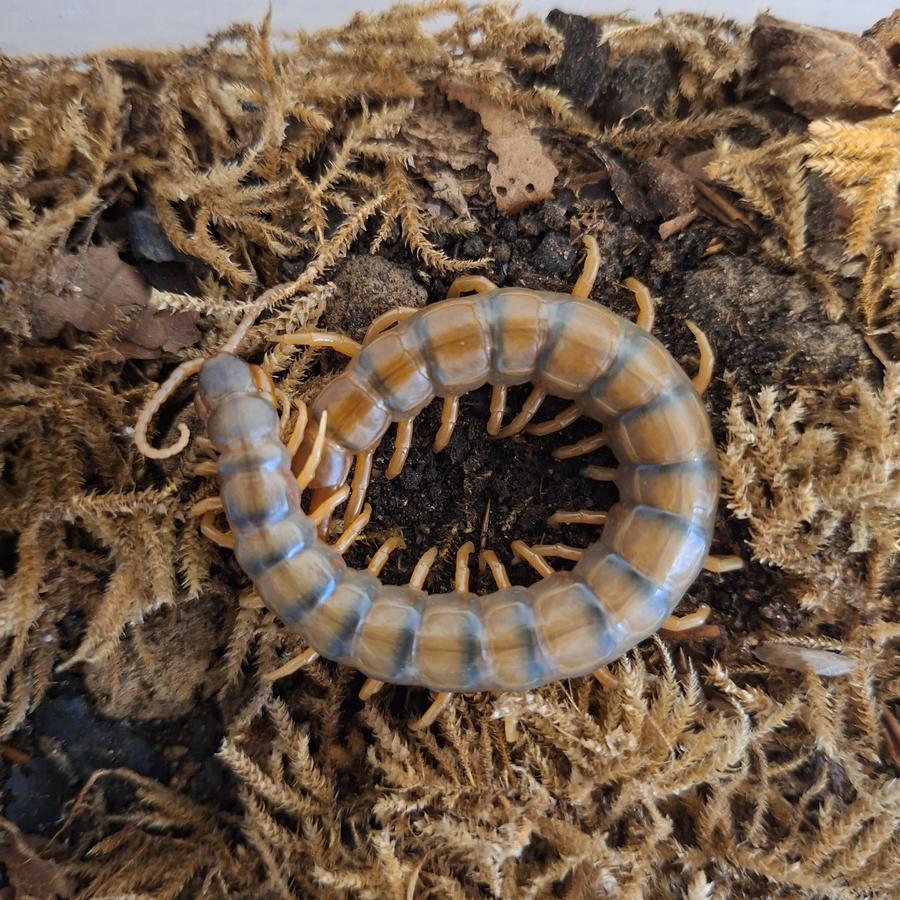 Ethmostigmus trigonopodus aus Afrika