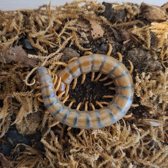 Ethmostigmus trigonopodus aus Afrika